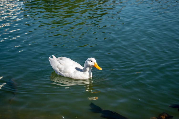 Duck In Water