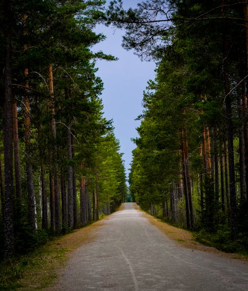 Symmetrical View of an Asphalt Road between Coniferous Trees 