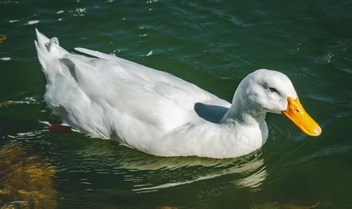 Free Close-up image of a white duck swimming gracefully on a clear lake under daylight. Stock Photo