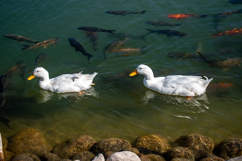 White Duck among Fishes