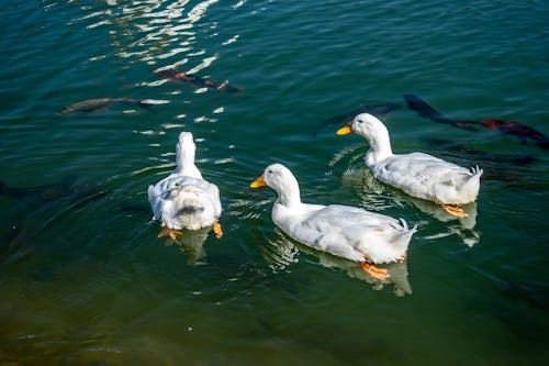 White Ducks and Fish on Lake