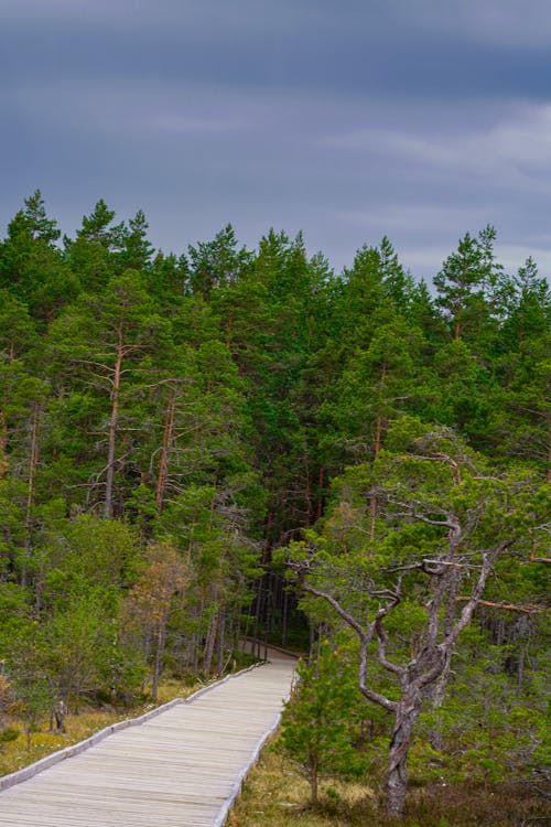 Photos gratuites de bois, chaussée, chemin