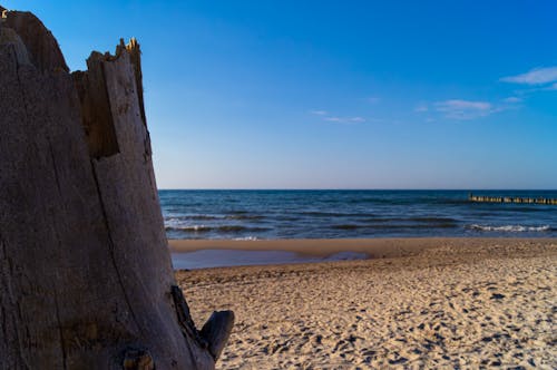 Historia na brzegu: Ułamane drzewo jako świadek morskich fal