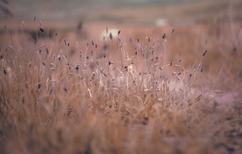 Kostnadsfri bild av äng, flora, hayfield