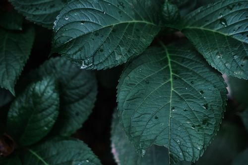 Free Detailed close-up of fresh green leaves with raindrops, showcasing nature's beauty. Stock Photo