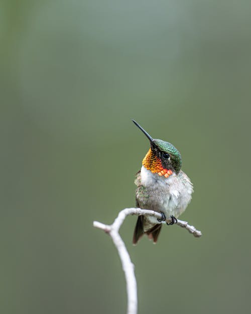 Little Hummingbird in Close-up View