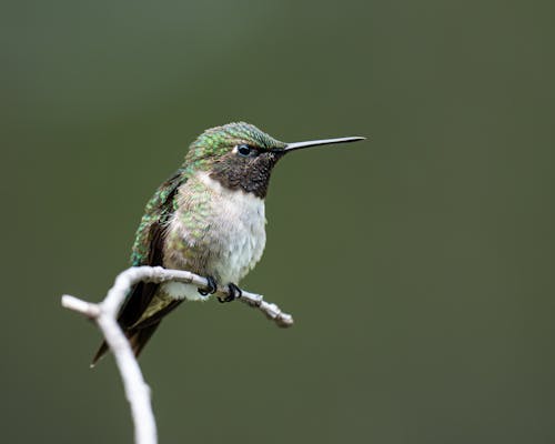Little Hummingbird on Twig