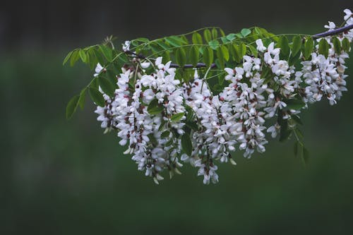 White Blossoming Branch in Spring