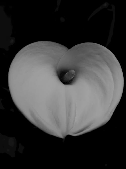 Black and White Photo of a Flower 