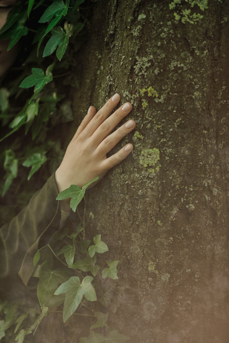 Hand Touching Tree Bark