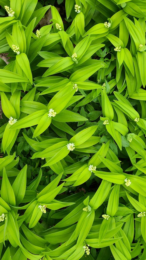 Close-up of Bright Green Leaves with Tiny Flowers