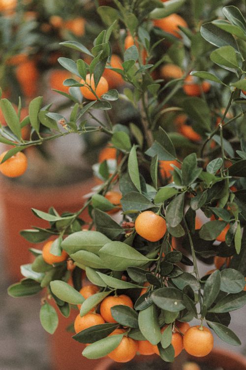 Free A detailed look at lush orange grove branches, showcasing fresh oranges and vibrant green leaves. Stock Photo