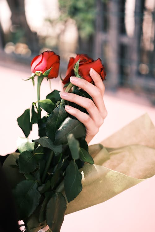 Woman Holding Red Roses 