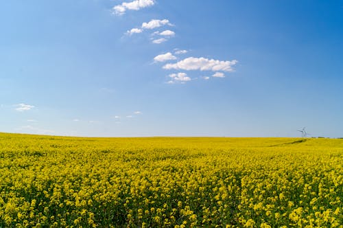 Kontrasty krajobrazowe: Wiatrak i rzepak