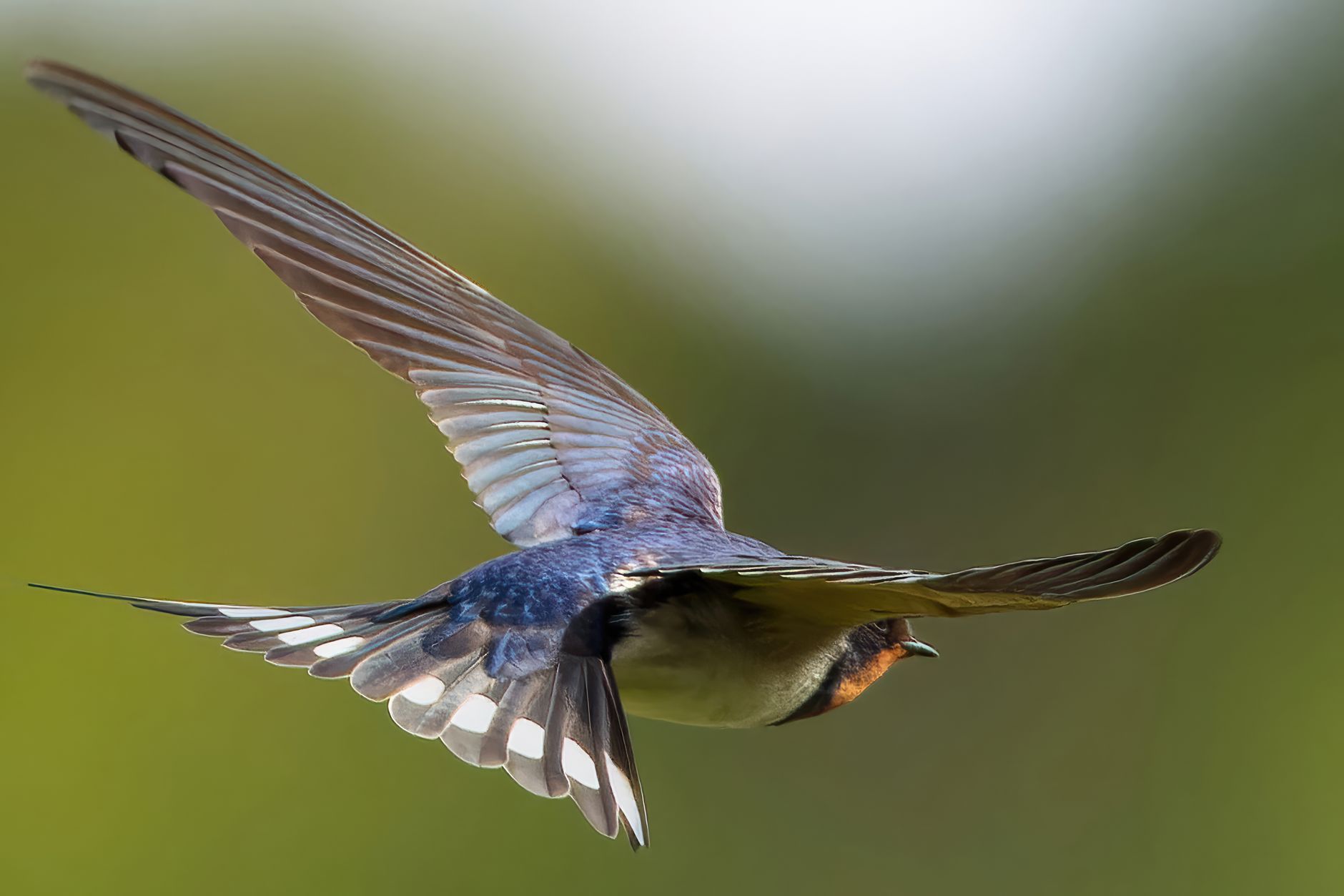 Close-up of a swallow bird in flight showcasing its graceful wing span against a blurred green background.