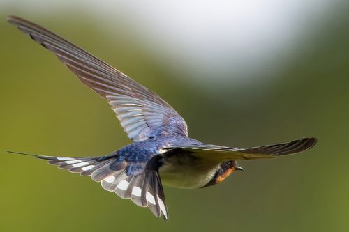Free Close-up of a swallow bird in flight showcasing its graceful wing span against a blurred green background. Stock Photo