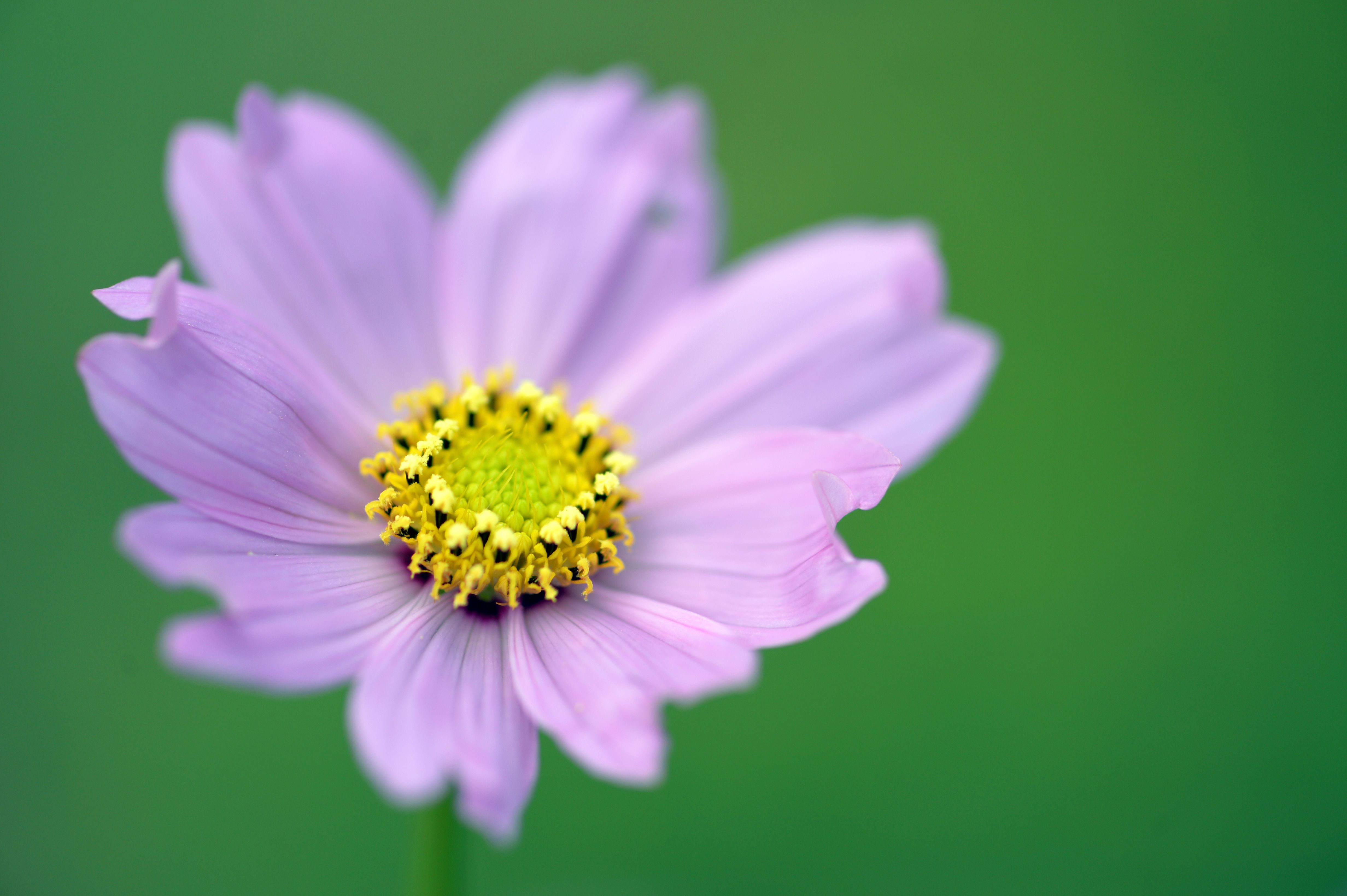 Delicate Blooming Flower · Free Stock Photo