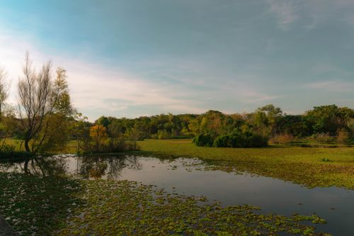 Free Tranquil marshland scene with lush greenery and calm water under a soft sunset sky in Buenos Aires. Stock Photo