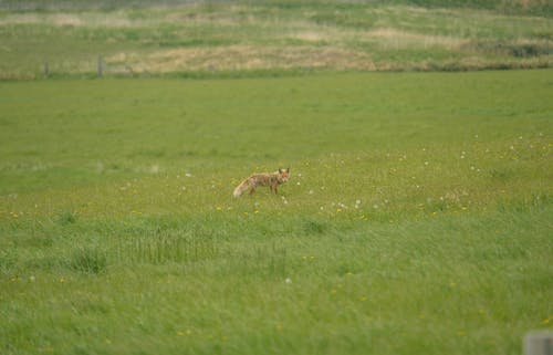 Fox on Grassland