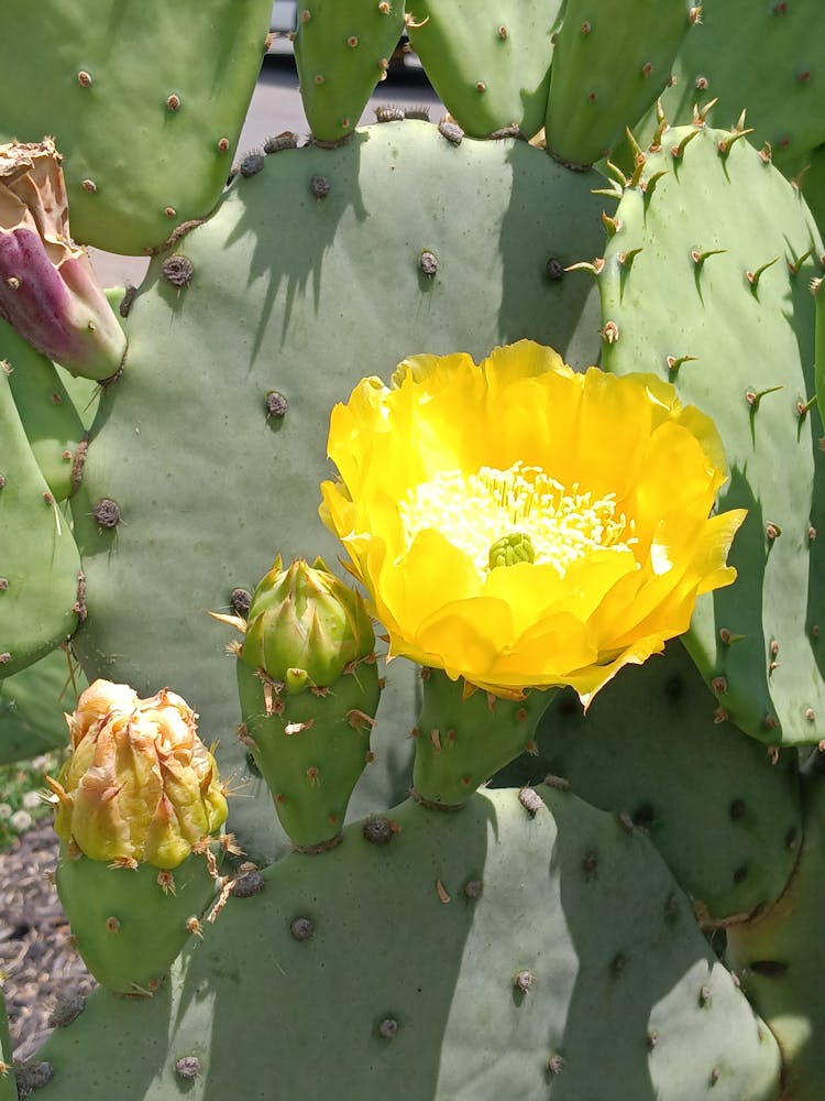 Yellow Flower On Cactus