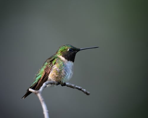 Foto d'estoc gratuïta de animal, au, colibrí de barbeta negra