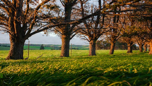 Foto profissional grátis de árvores, campo, cenário