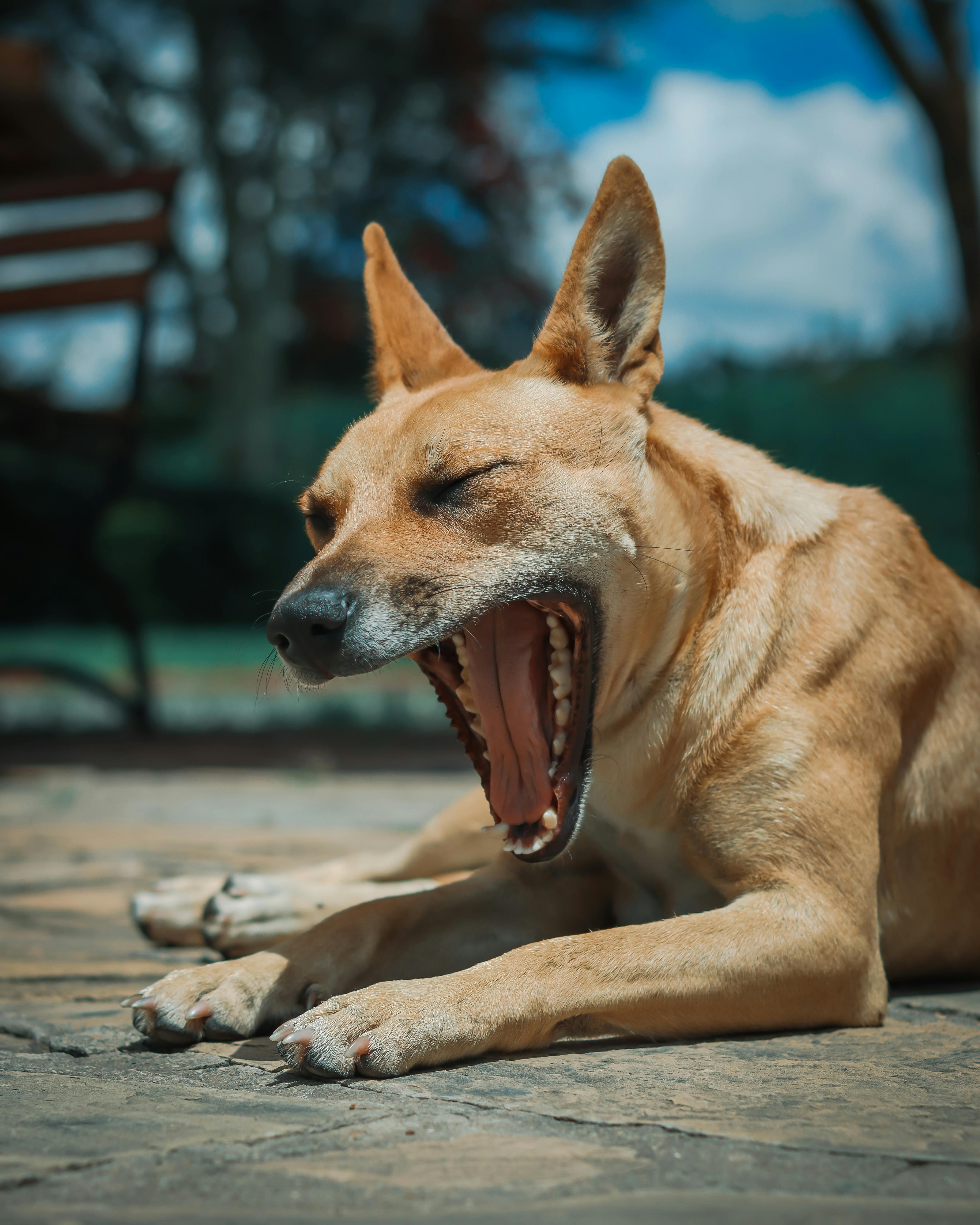 yawning puppies