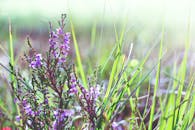 阳光明媚的草地上，充满活力的石南花盛开，捕捉到大自然的美丽