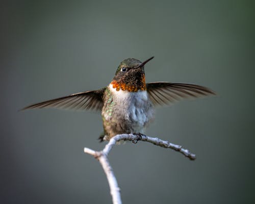 Základová fotografie zdarma na téma detail, hnízdění, kolibřík