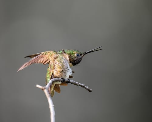 A Little Hummingbird on a Branch 