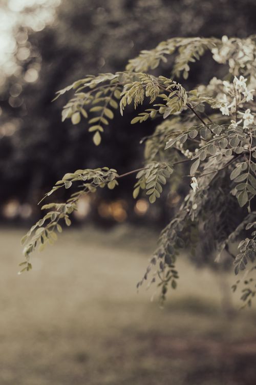 Free A peaceful outdoor shot of green foliage with soft bokeh background in natural light. Stock Photo