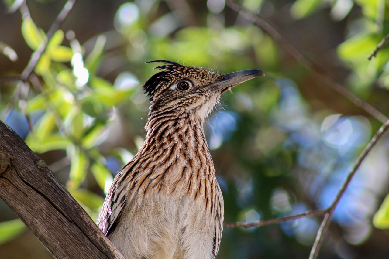 a detailed portrait of a greater roadrunner perched on a branch in ciu