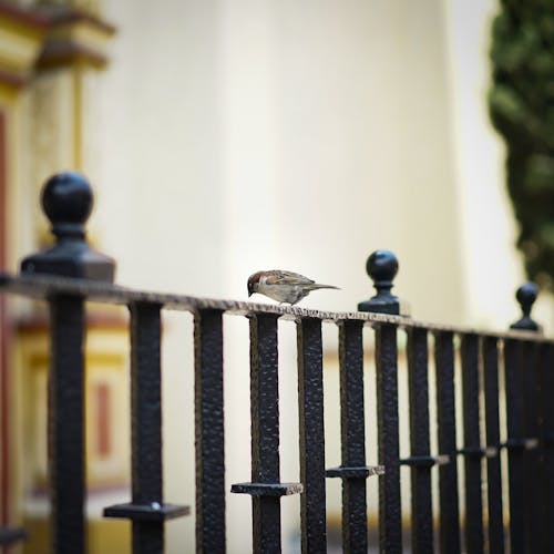 Selective Focus Photography of Sparrow Perching on Metal Fence