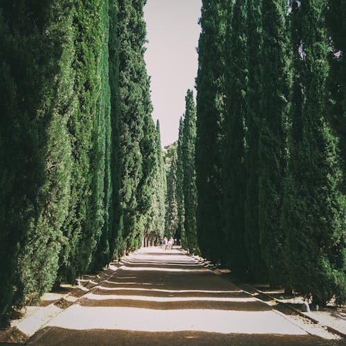 Chemin Entre Les Arbres Verts