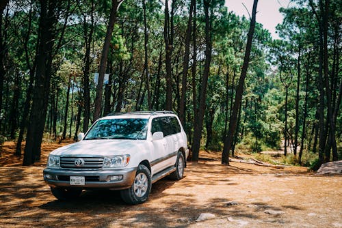 Gratis White Toyota Land Cruiser Parcheggiato Nella Foresta Foto a disposizione
