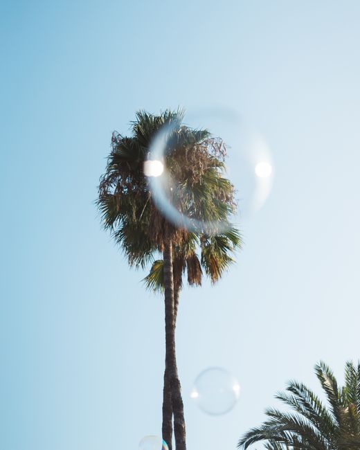 Serene scene of bubbles drifting by palm trees against a clear blue sky, evoking a tropical summer vibe.