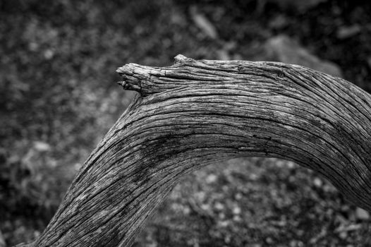 Detailed close-up of weathered wood in black and white, showcasing rustic texture.
