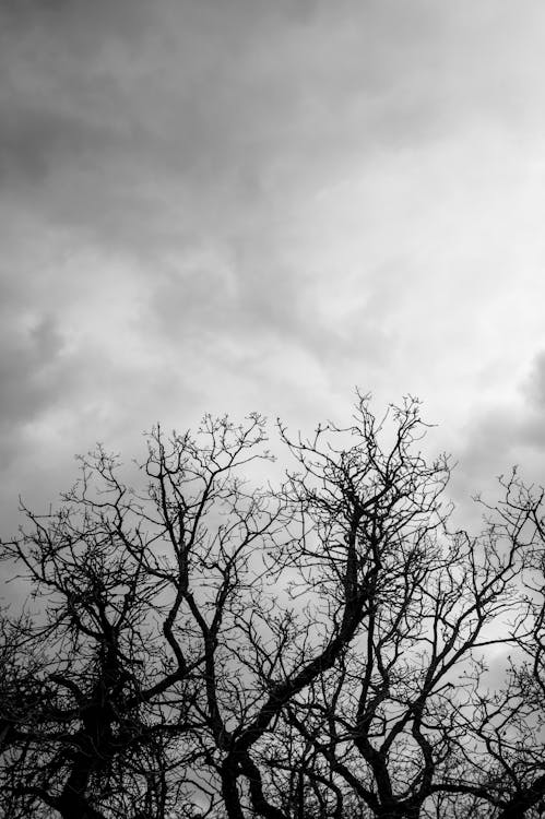 Black and White Picture of Silhouetted Tree Branches against a Cloudy Sky