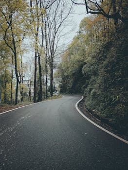 A serene, winding road flanked by tall trees in Yumthang, SK, India, under a tranquil sky.