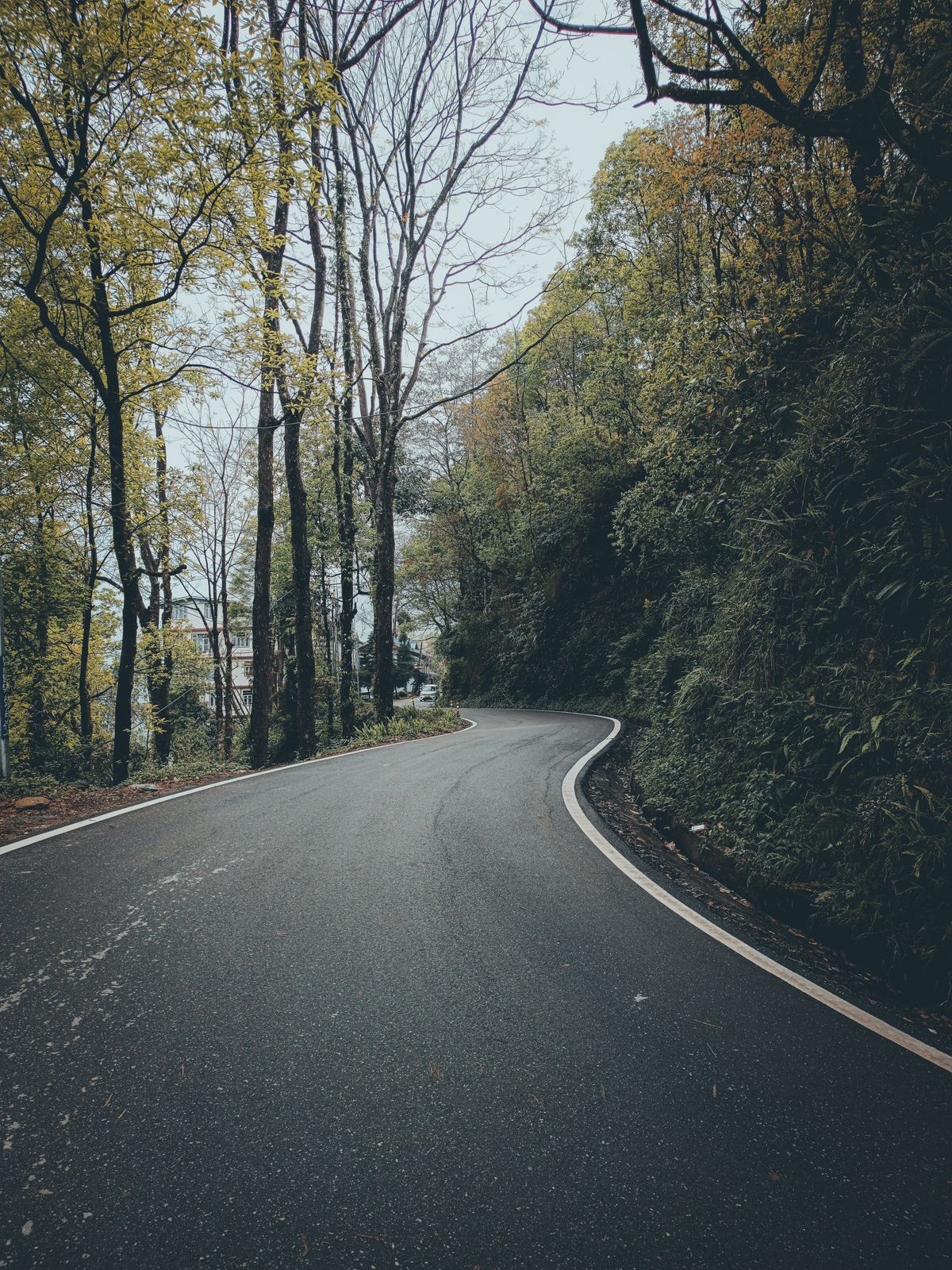 A quiet tarmac road curving through broadleaf hill forest in Sikkim, a steep wooded bank on one side