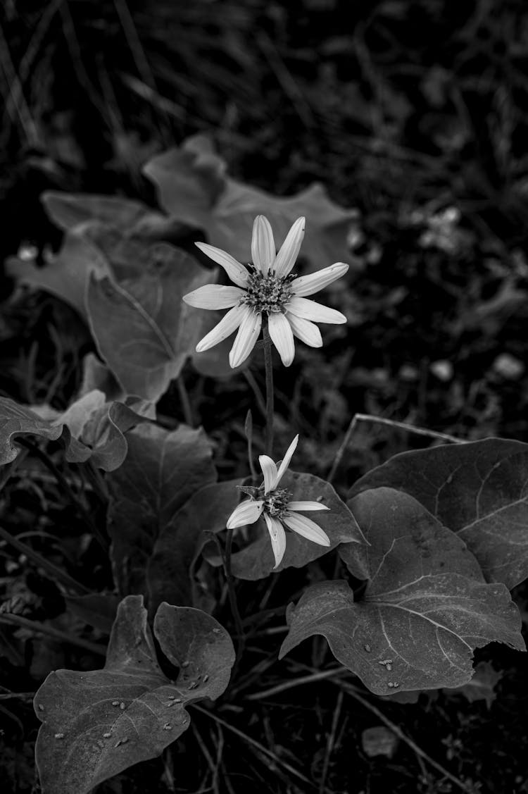 Blooming Broad Leaved Arnica