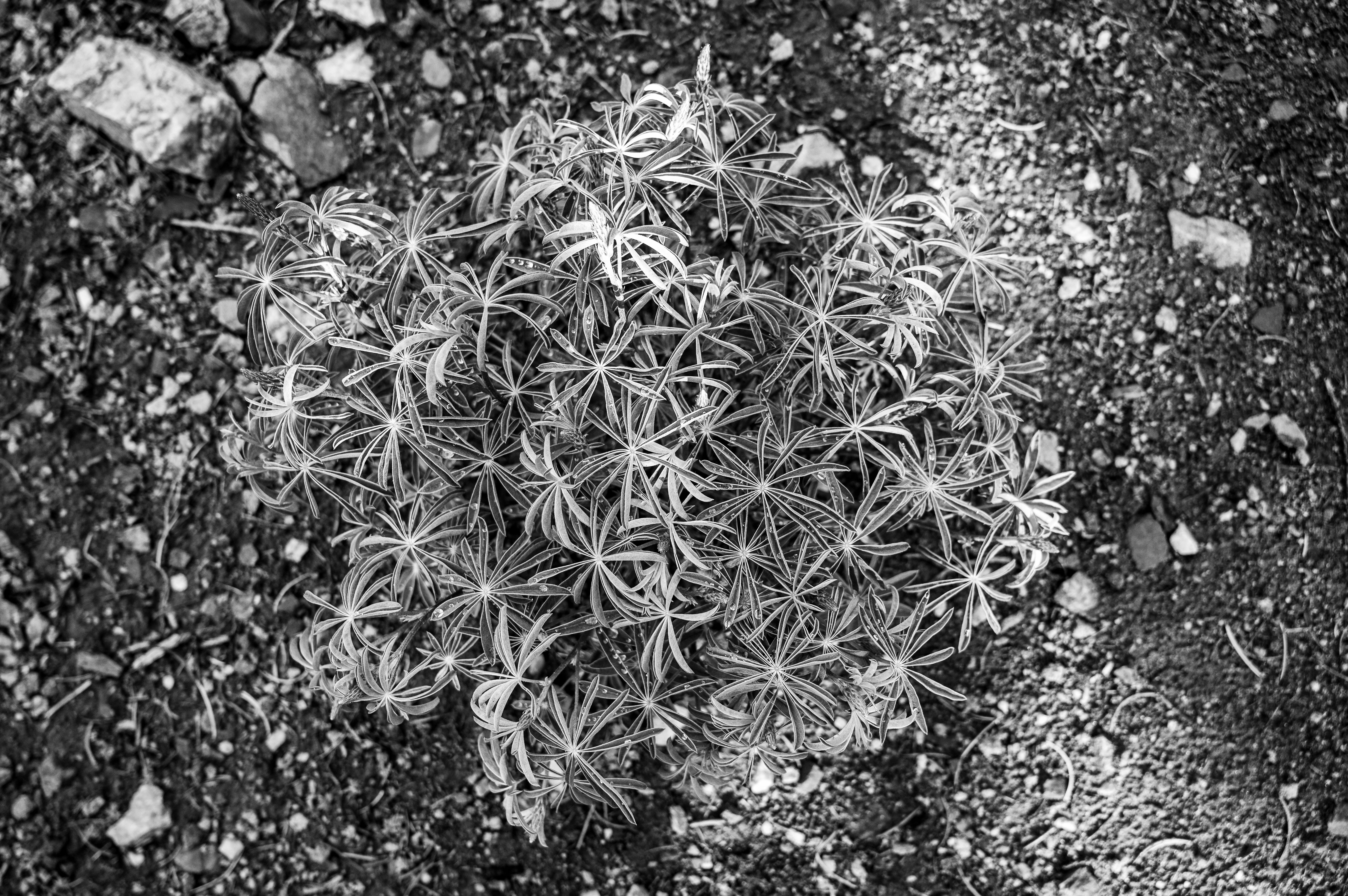 Black and White Picture of a Small Shrub · Free Stock Photo