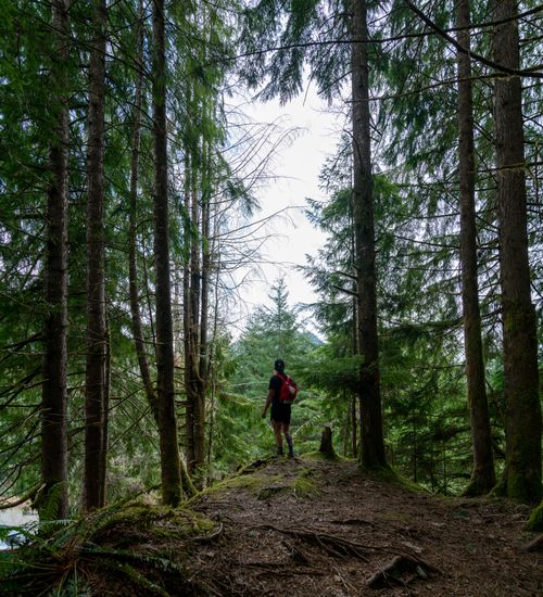 Free A solitary hiker ventures through a lush forest trail, capturing the spirit of outdoor exploration. Stock Photo