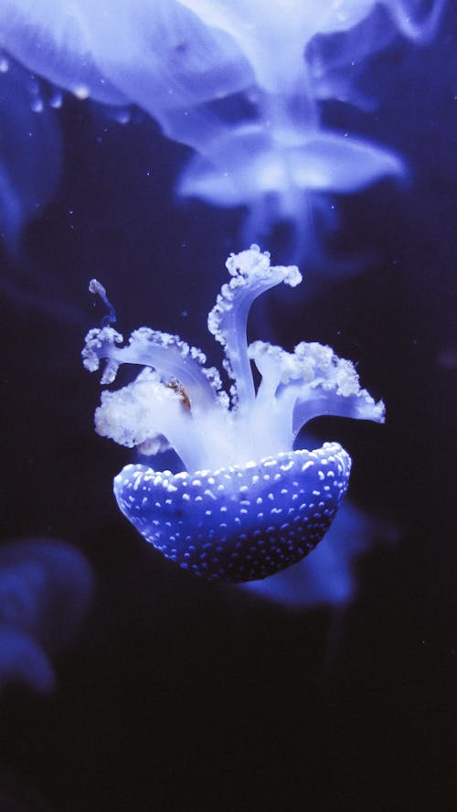 Free Close-Up Photo of Jellyfish Stock Photo