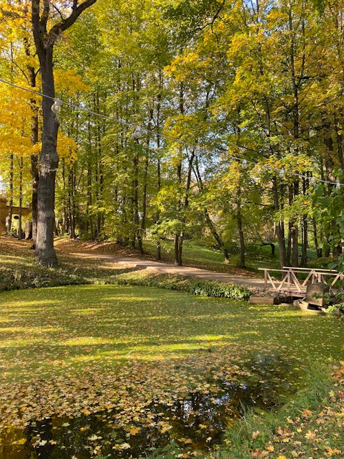 A Pond and Trees in a Park in Autumn 