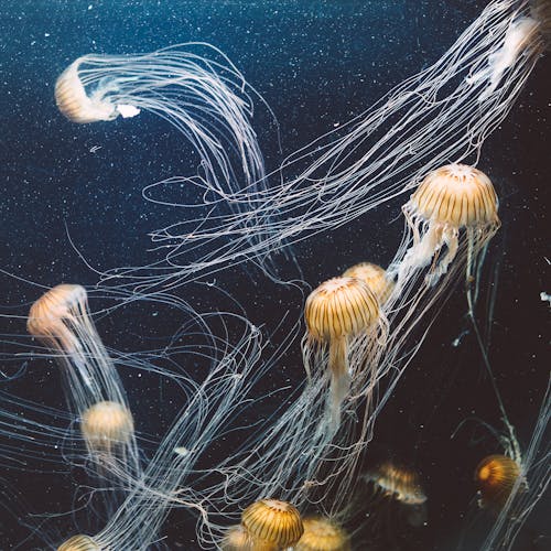 Free School of Jellyfish Underwater Stock Photo