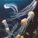 令人惊叹的水下景象，水母优雅地游泳，展示了它们空灵的美丽和错综复杂的触手