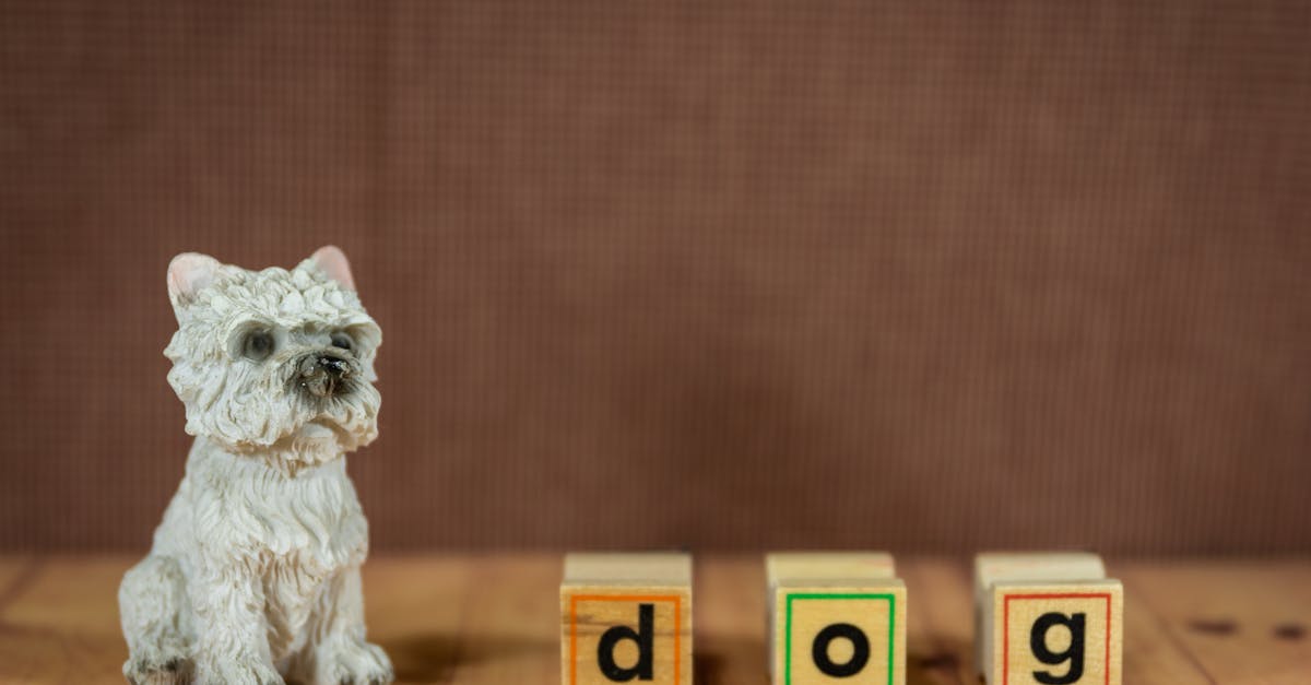 What does the word welt mean in dogs