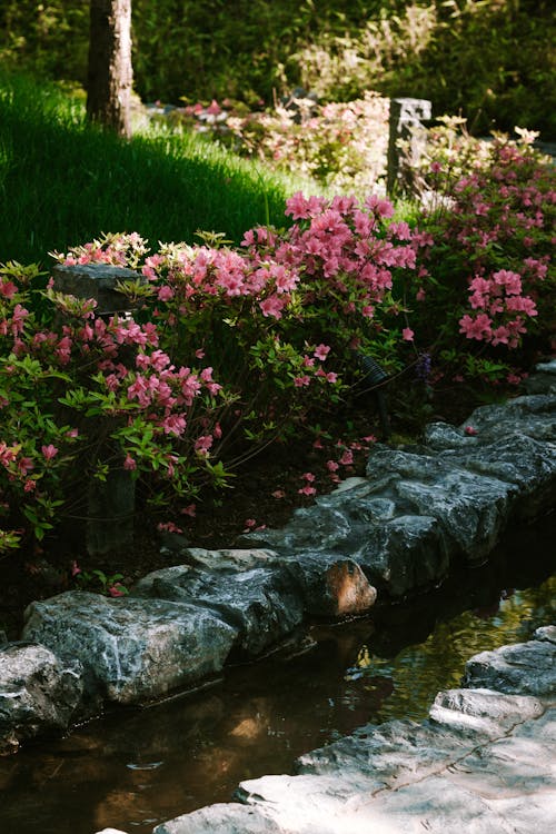 Бесплатное стоковое фото с bushes, culture, flowers