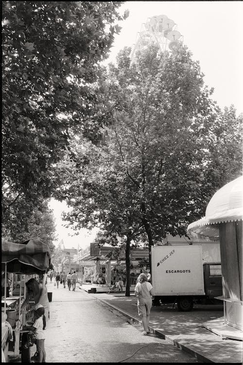 Trees around Street in Black and White